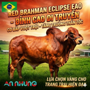 Red Brahman - ECLIPSE EAO - 200BR0706 - Brazil - Cọng