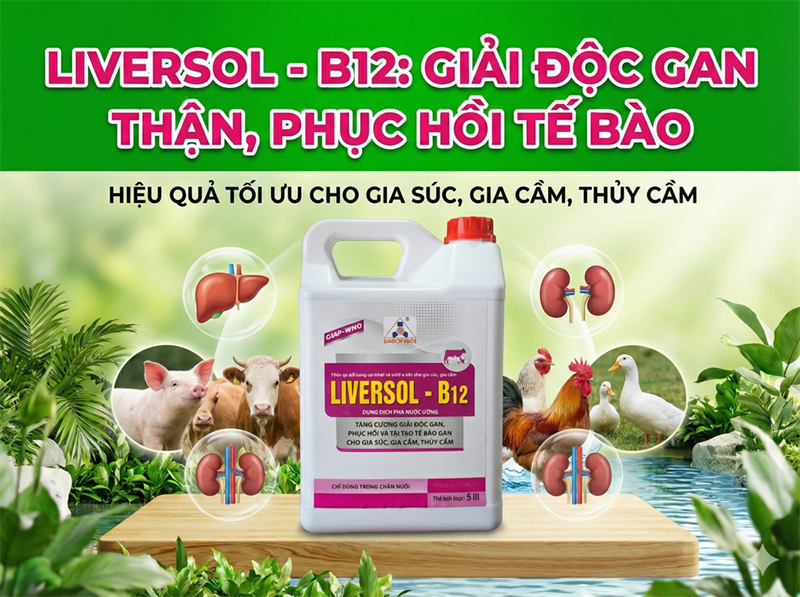 SAGOPHAR LIVERSOL B12 5 Lít - Can - Ảnh 5