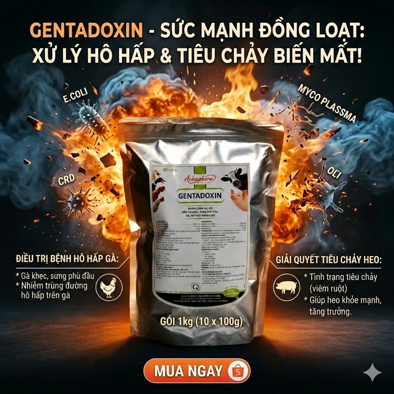 Á CHÂU GENTADOXIN - viêm ruột, viêm phổi, sưng phù đầu - 1Kg (10in1) - Ảnh 2