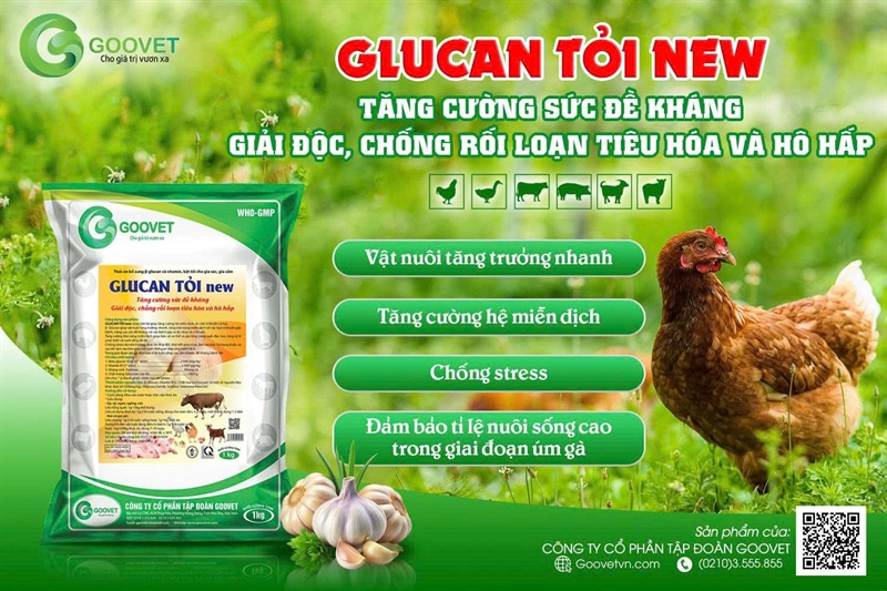 GOOVET GLUCAN TỎI - Gói 1Kg - Ảnh 2