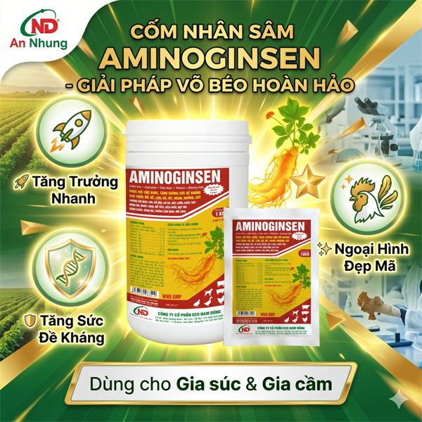 ND Cốm Nhân Sâm AMINOGINSEN (1Kg) - Hỗ Trợ Vỗ Béo, Nở Ức, Dày Lườn, Đẹp Mã Cho Gia Súc Gia Cầm - Lon 5in1