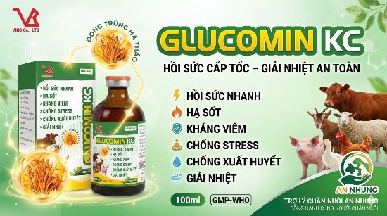 VB Gluco kc (Đông Trùng Thảo Dược) - Lọ - Ảnh 2
