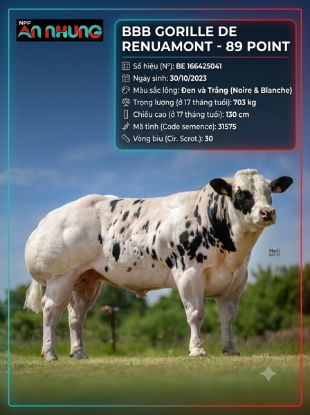 BBB GORILLE DE RENUAMONT - BE 166425041 - 89 Point - cọng màu Xám - liều
